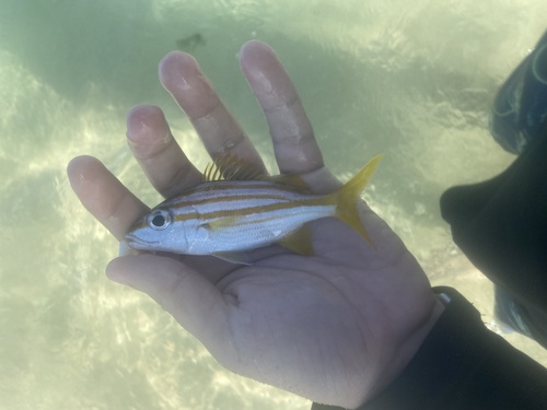 Scalyfin grunt (Haemulon squamipinna) — Haemulidae — 2