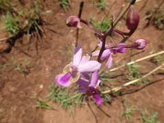 Eulophia livingstoneana