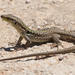 Southern Italian Wall Lizard - Photo (c) Mario Columba, some rights reserved (CC BY-NC-ND)