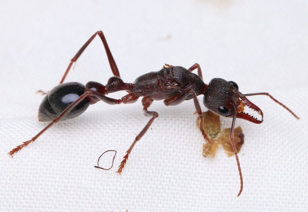 La fourmi bouledogue, insecte à la morsure mortelle