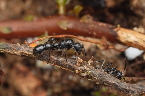 Lioponera mayriLioponera mayri