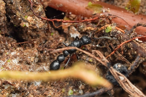 Lioponera suscitataLioponera suscitata