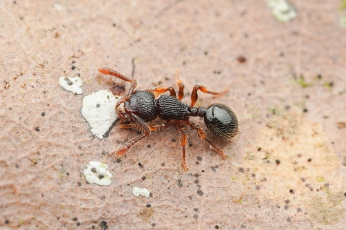 Myrmecina macropsMyrmecina macrops