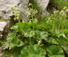 Geum bulgaricum