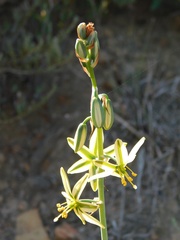 Albuca vittata