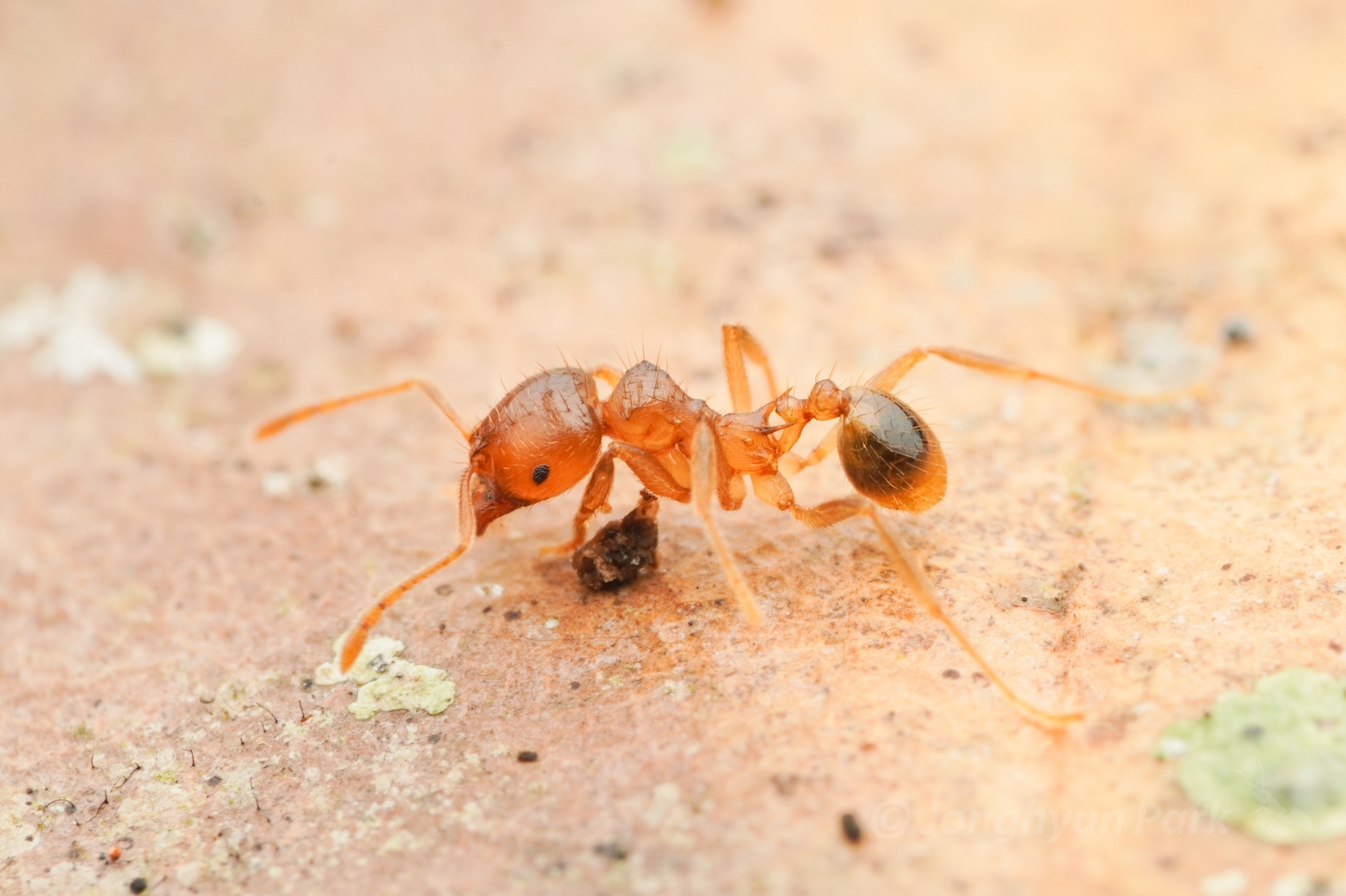 Lophomyrmex bedoti