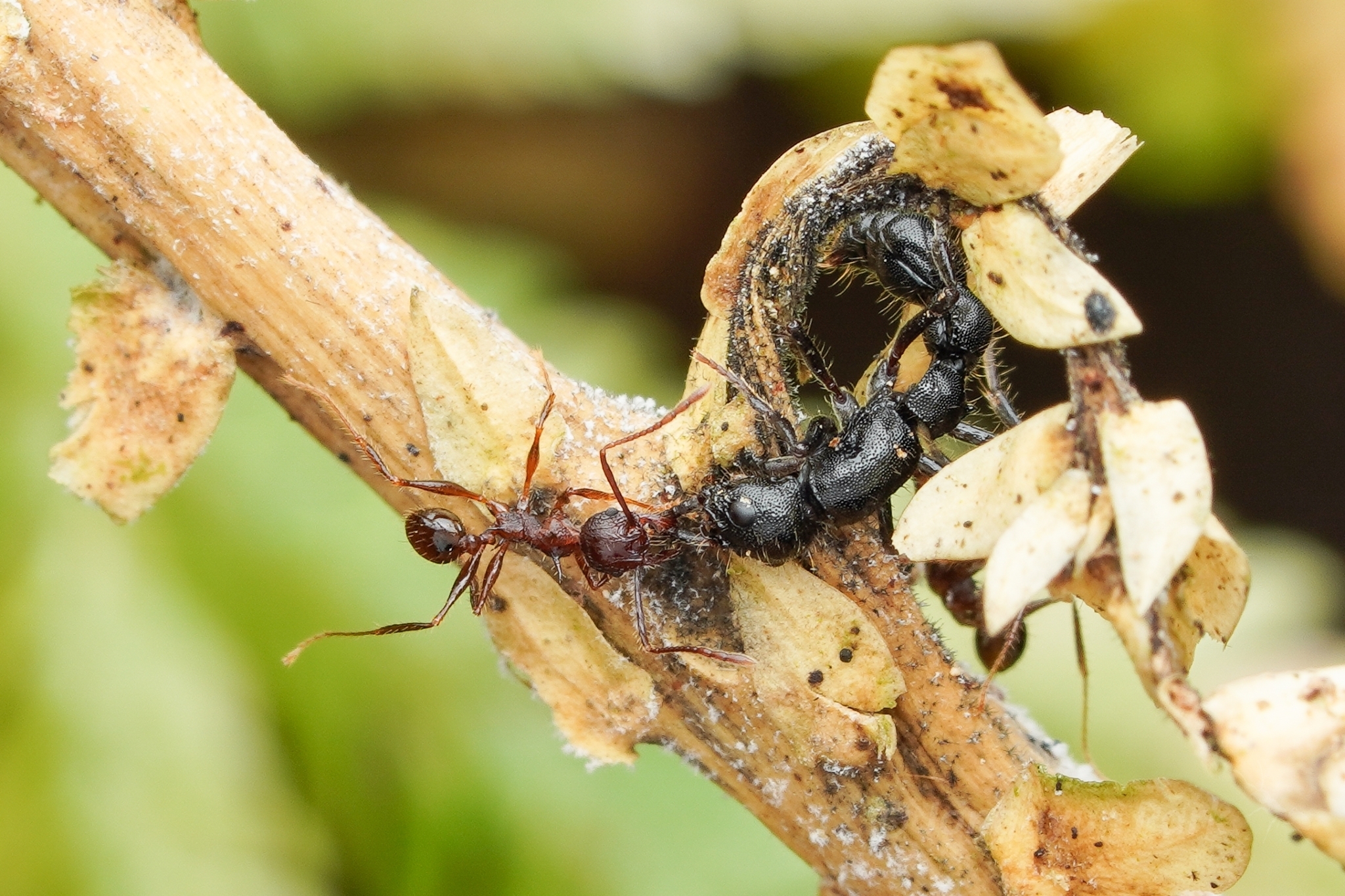 Pheidole lokitae