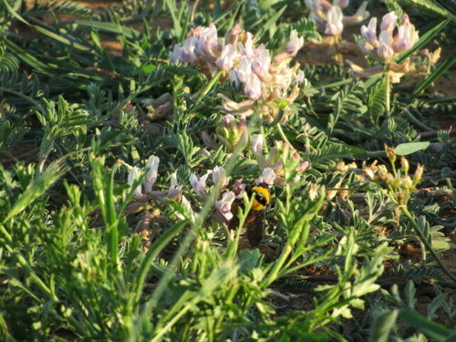 Sonoran Bumble Bee photo 6