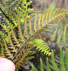 Pityrogramma austroamericana