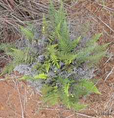 Pityrogramma austroamericana