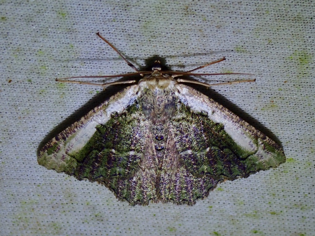 Metallolophia vitticosta