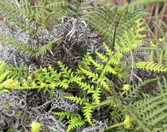 Pityrogramma austroamericana