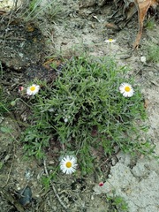Erigeron delphinifolius