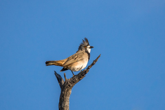 Crested Bellbird photo 4