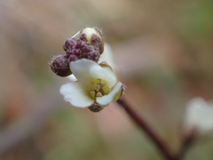 Heterodraba unilateralis