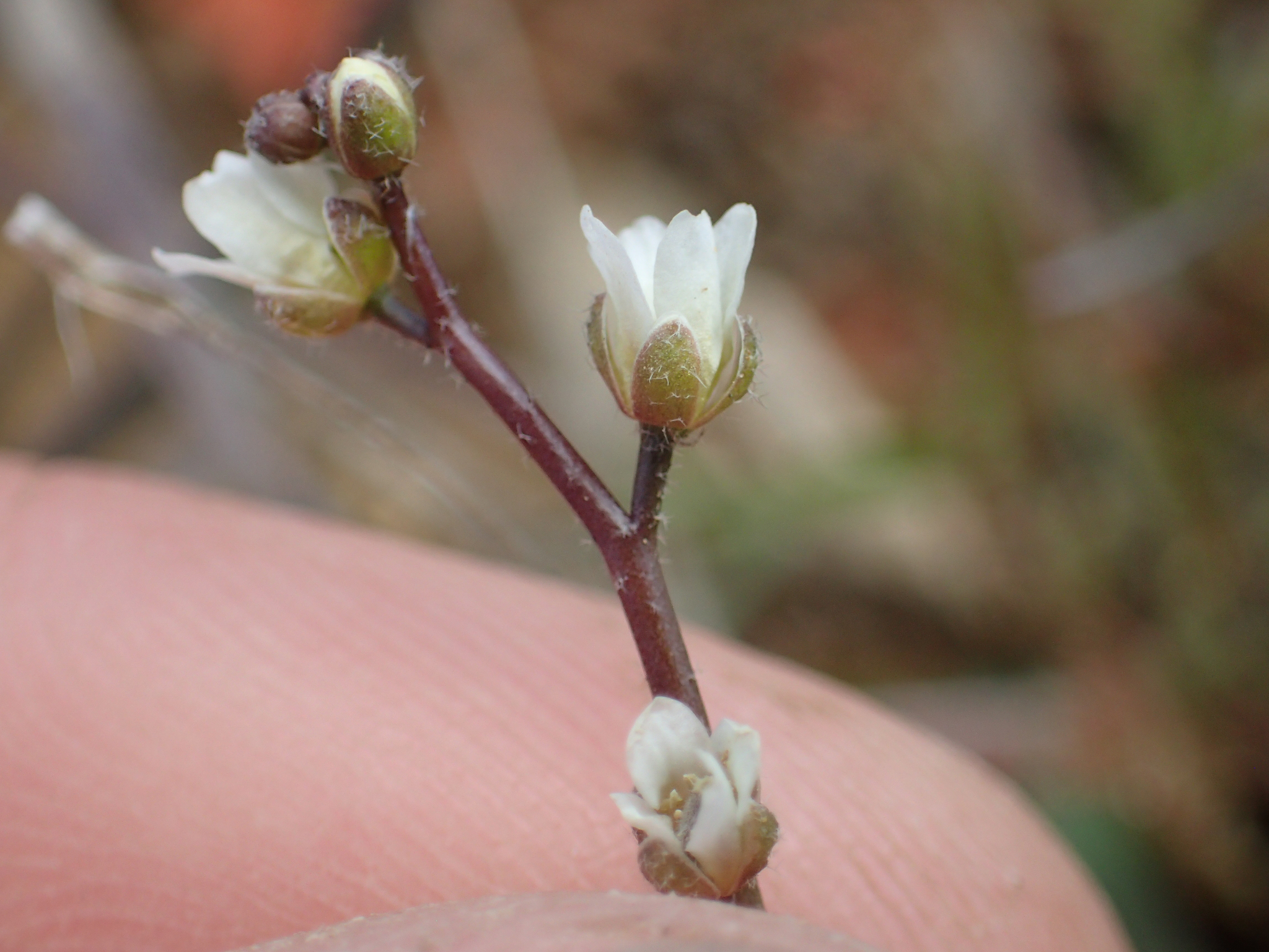 Athysanus unilateralis