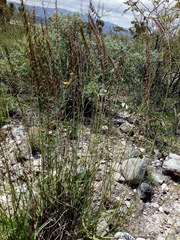 Bouteloua curtipendula caespitosa