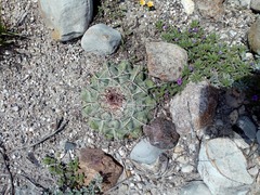 Thelocactus hexaedrophorus