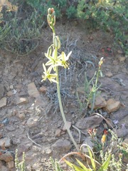 Albuca vittata