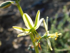 Albuca vittata