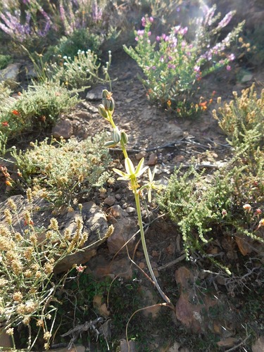 Albuca vittata