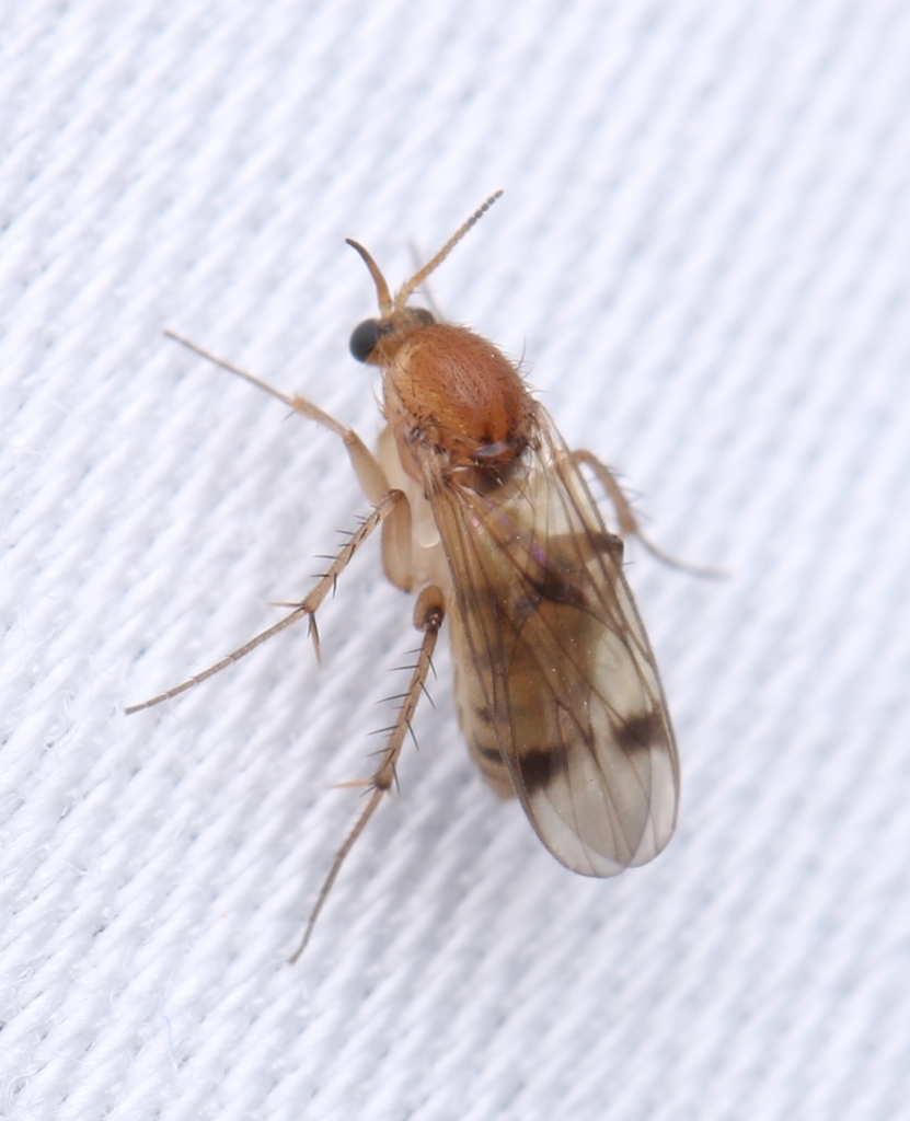 Acrodicrania