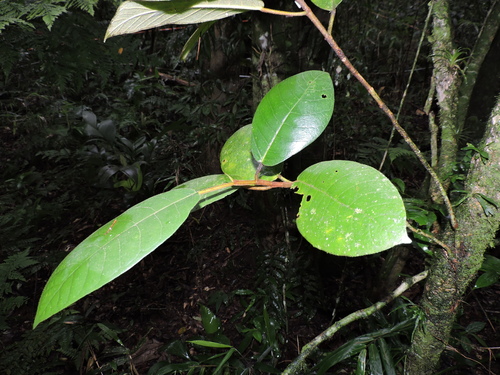 Image of Ficus gomelleira by (c) Fabrício Mil Homens Riella, some rights reserved (CC BY)