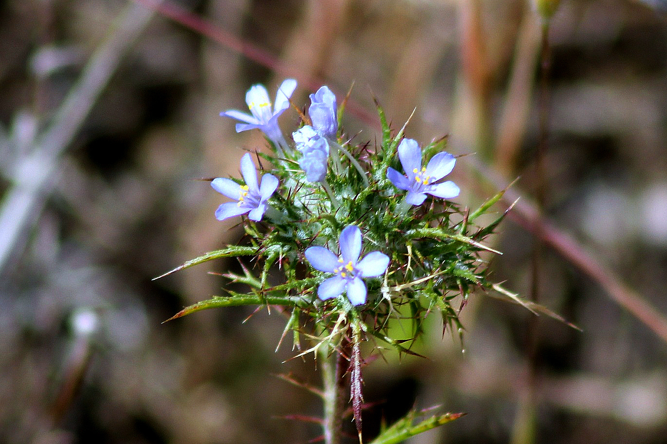Navarretia tagetina