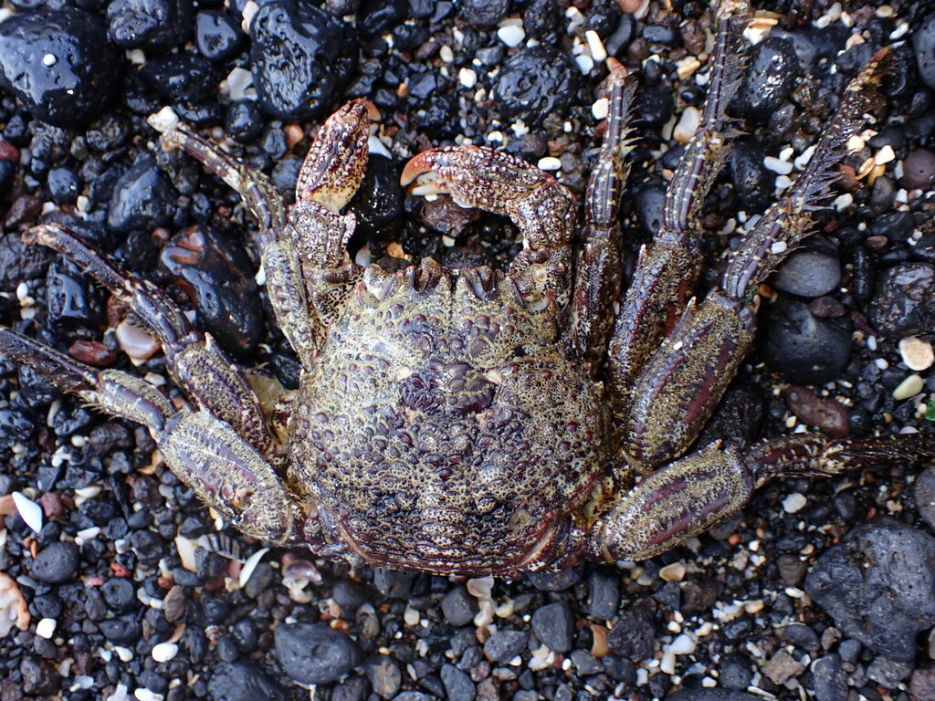 scaly rock crab