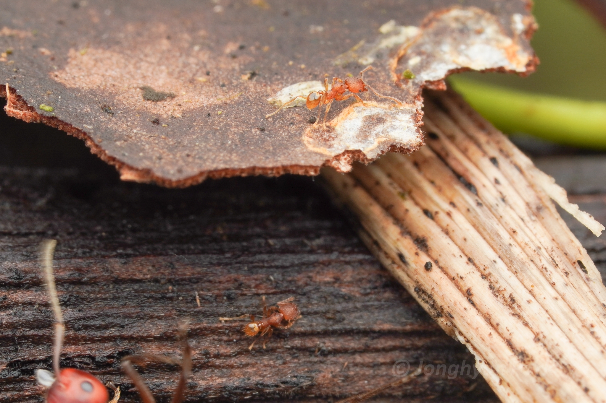 Pheidole aristotelis