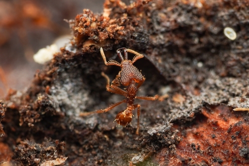 Strumigenys diasphaxStrumigenys diasphax