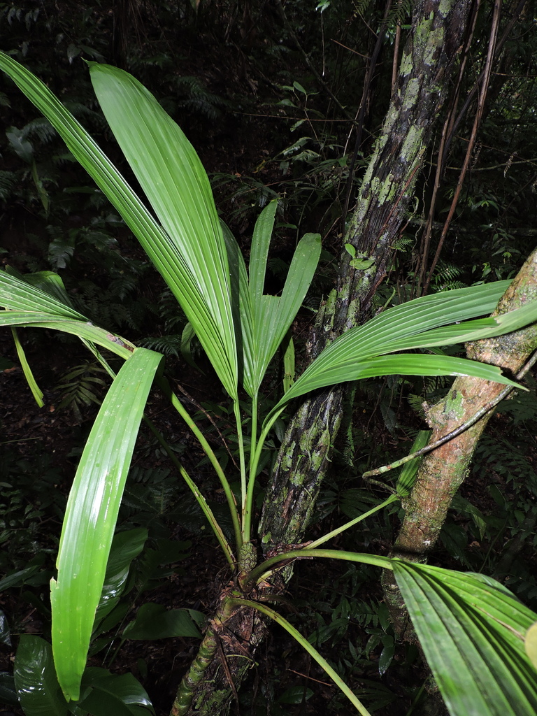 Asplundia polymera
