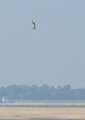 Sternula antillarum athalassos