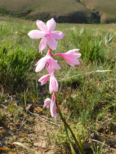 Watsonia laccata (Jacq.) Ker Gawl.