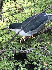 Nycticorax nycticorax image
