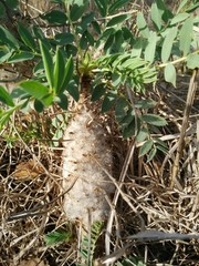Astragalus oleifolius