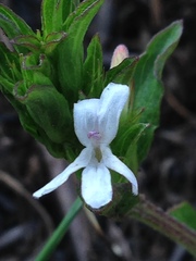 Dyschoriste costata