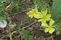 Oenothera grandis