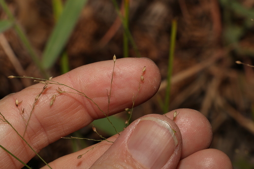 Image of Panicum effusum by (c) Greg Tasney, some rights reserved (CC BY-SA)