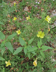 Oenothera grandis