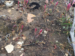 Hesperantha lithicola