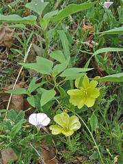 Oenothera grandis