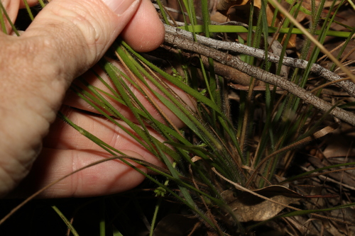 Image of Panicum effusum by (c) Greg Tasney, some rights reserved (CC BY-SA)