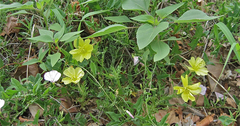 Oenothera grandis