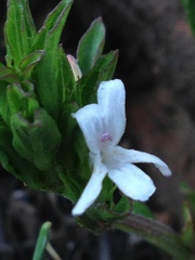 Dyschoriste costata