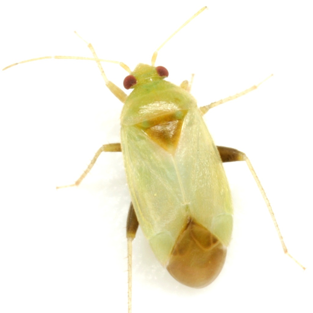 Cariniocoris geminatus