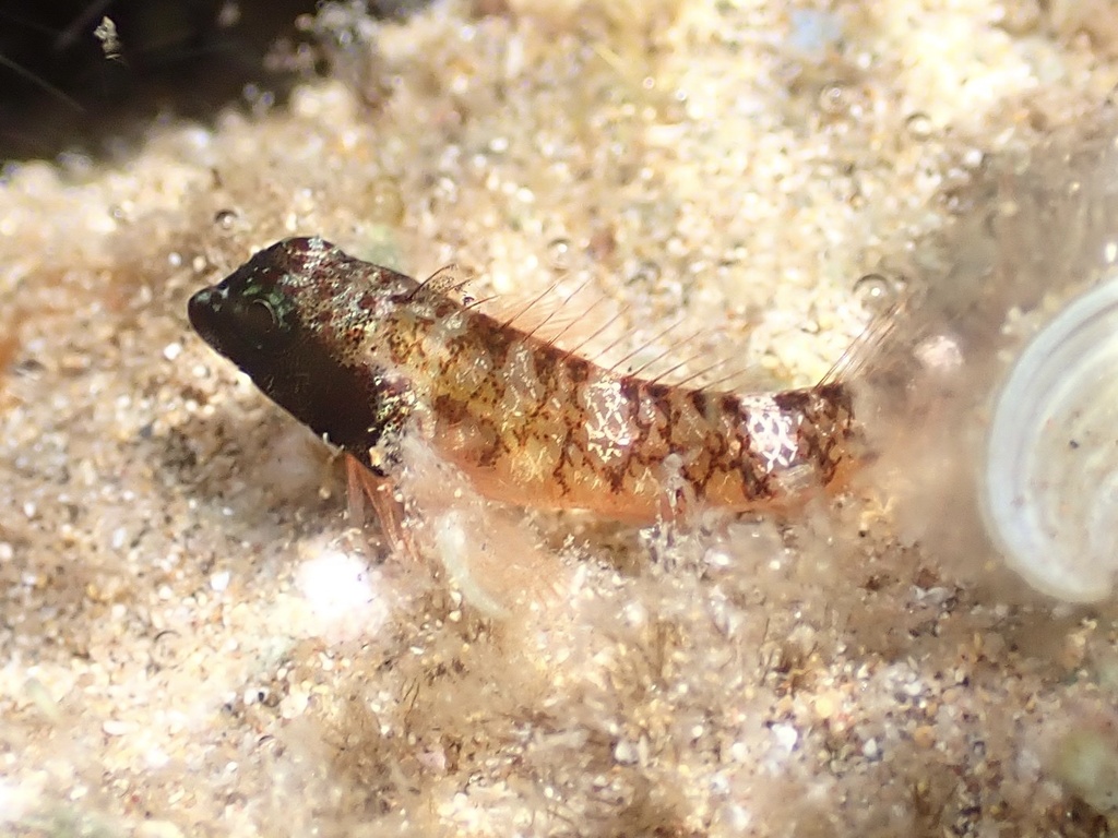 Hawaiian Blackhead Triplefin