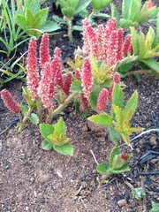 Acalypha peduncularis