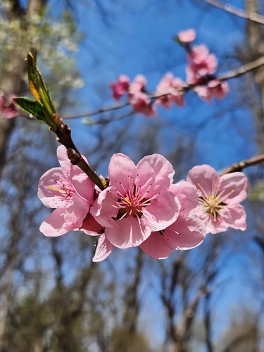 Prunus persica
