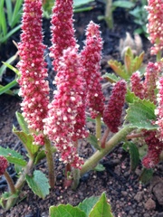Acalypha peduncularis
